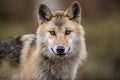ÃÂ¡lose-up portrait of a wolf. Eurasian wolf Royalty Free Stock Photo